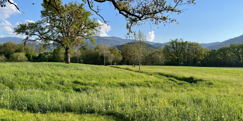 Scherbach