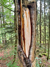 Hinterwaldkopf