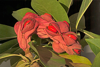 Tulpen-Magnolie