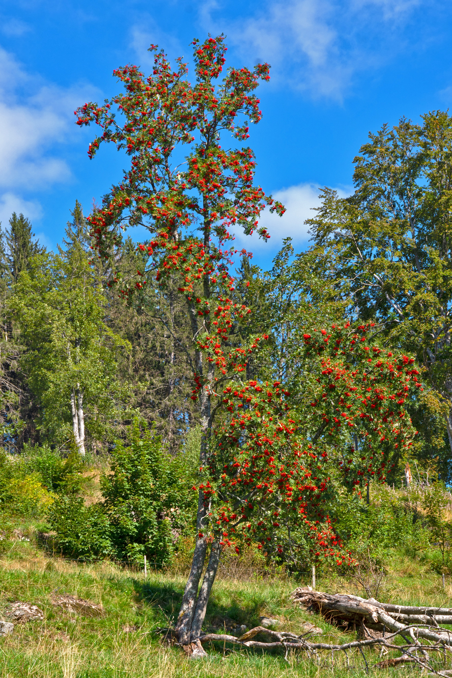 Vogelbeeree