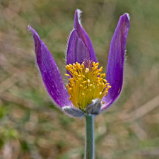 Gewöhnliche Küchenschelle