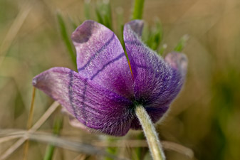 Gewöhnliche Küchenschelle