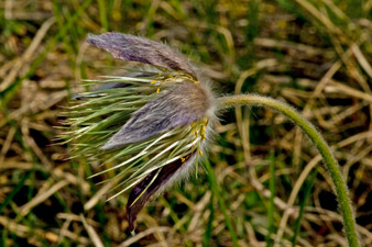 Gewöhnliche Küchenschelle