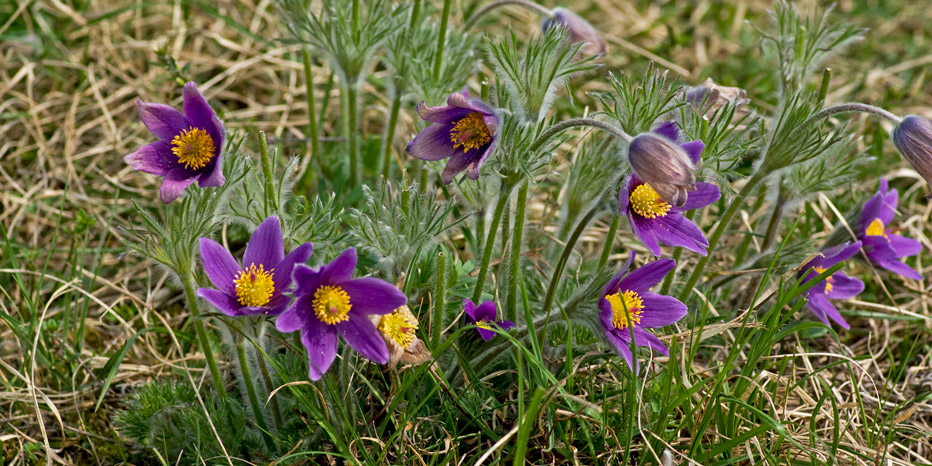 Gewöhnliche Küchenschelle
