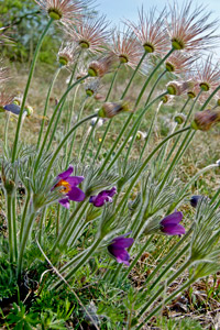 Gewöhnliche Küchenschelle