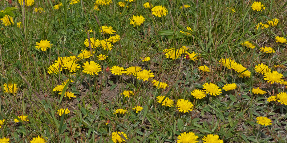 Kleines Habichtskraut