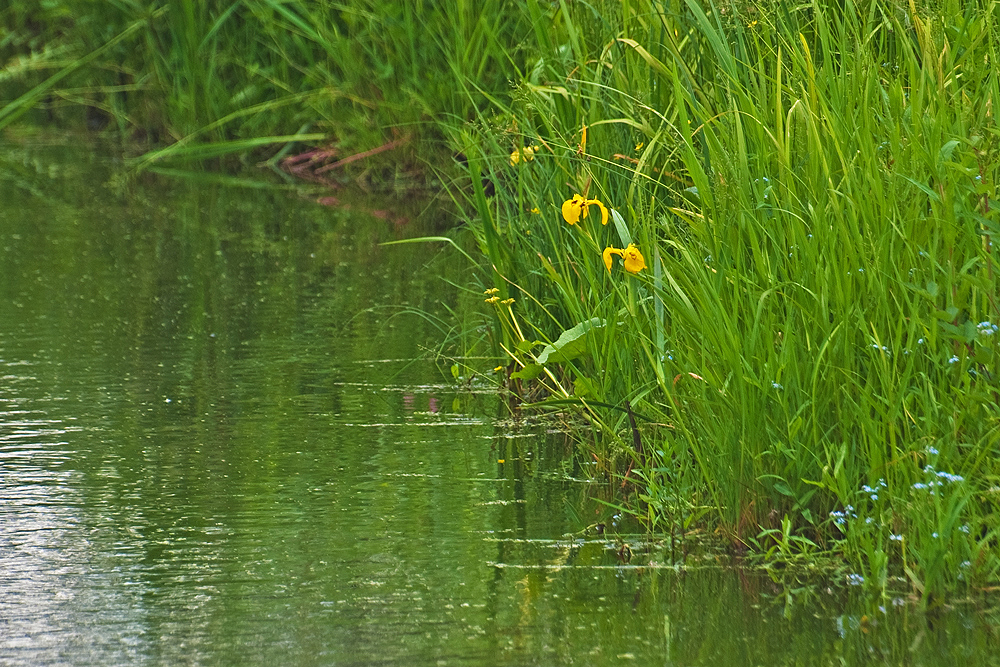 Sumpf-Schwertlilie