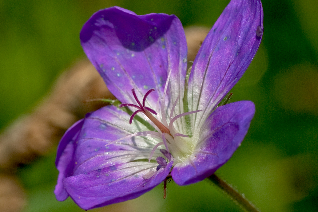 Wald-Storchschnabel