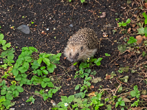 Igel